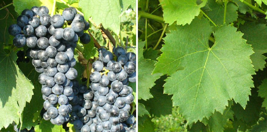 Casetta - Weintraube und Blatt
