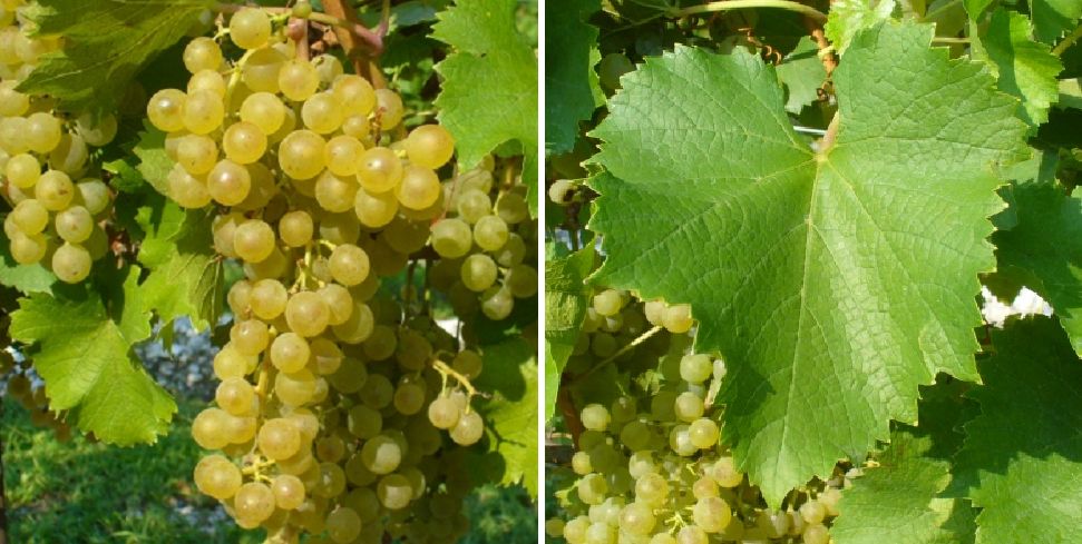Fleurtai - Weintraube und Blatt