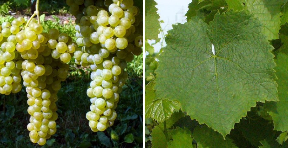 Pecorino - Weintraube und Blatt
