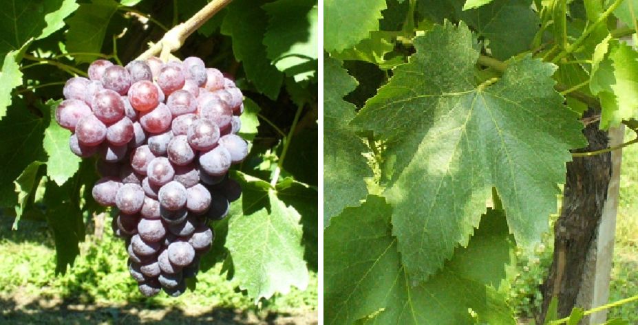 Primetta (Pré Rouge) - Weintraube und Blatt