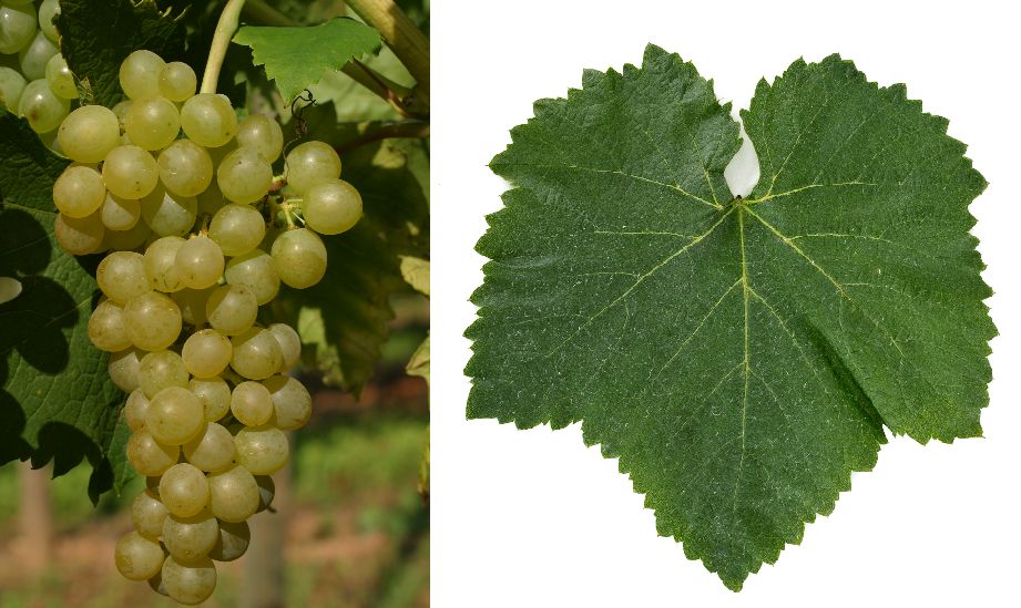 Prié (Prié Blanc) - Weintraube und Blatt