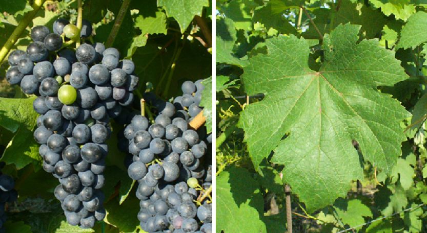 Loganesi - Weintraube und Blatt