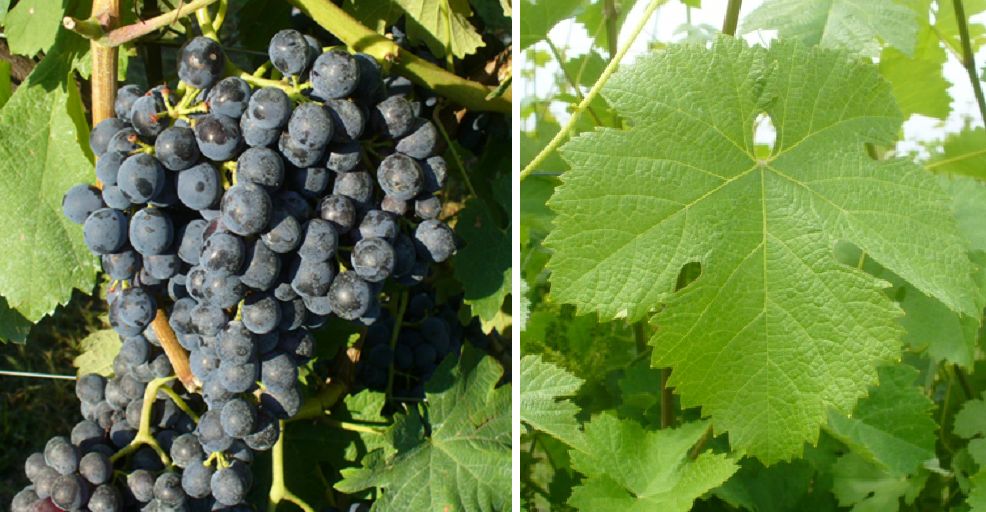 Parraleta (Caricagiola) - Weintraube und Blatt