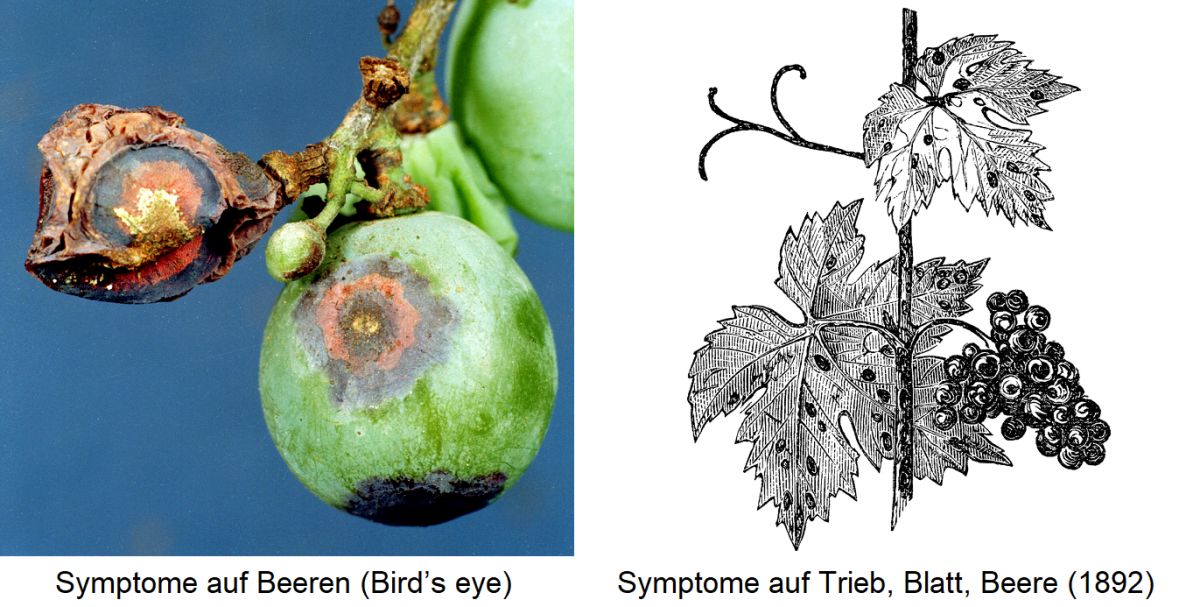 Anthraknose - Symptom auf Beere (Bird’s eye) / Symptome auf Trieb, Blatt, Beere (Zeichnung)