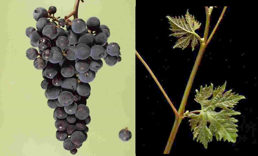Khindogni - Weintraube und Blatt