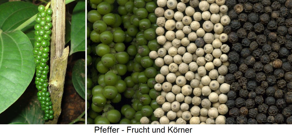 Pfeffer - Früchte sowie Körner in grün, weiß und schwarz