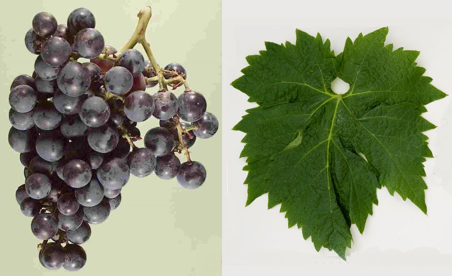 Blatina - Weintraube und Blatt
