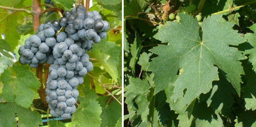 Colorino del Valdarno - Weintraube und Blatt