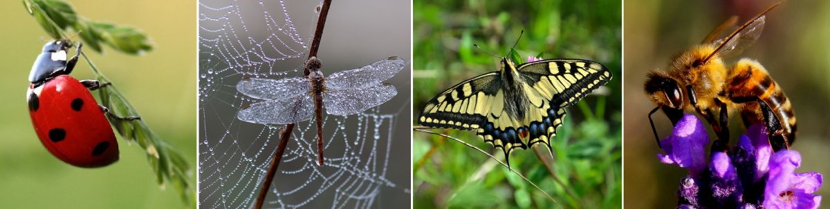 Biodiversität - Marienkäfer, Libelle, Schmetterling, Biene