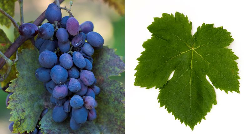 Coarnă Neagra - Weintraube und Blatt