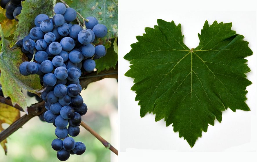 Muscat Bleu - Weintraube und Blatt