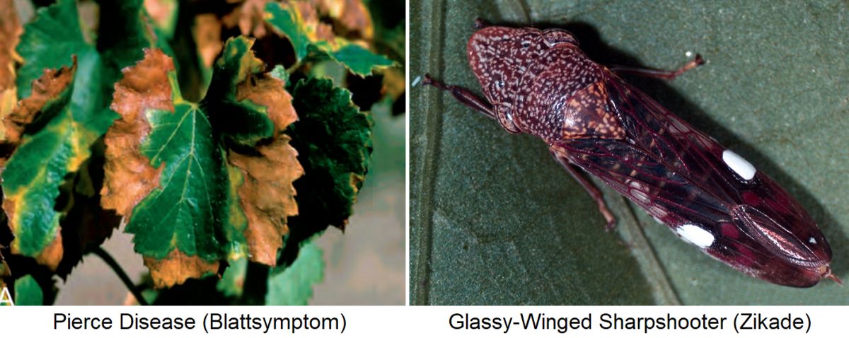 Pierce Disease - Blattsymptome und Glassy Winged Sharpshooter (Zikade)