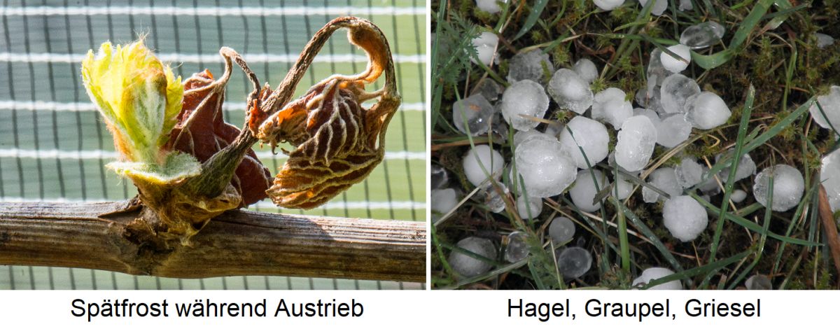 Wetter - Frost (Spätfrost) und Hagel
