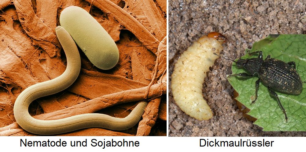 Nematoden - Wurm und Sojabohne / Dickmaulrüssler Larve und Käfer