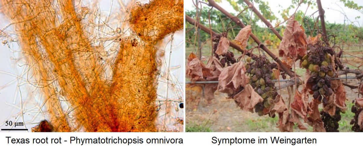 Texas root rot - Pilz Phymatotrichopsis omnivora und Symptome im Weingarten