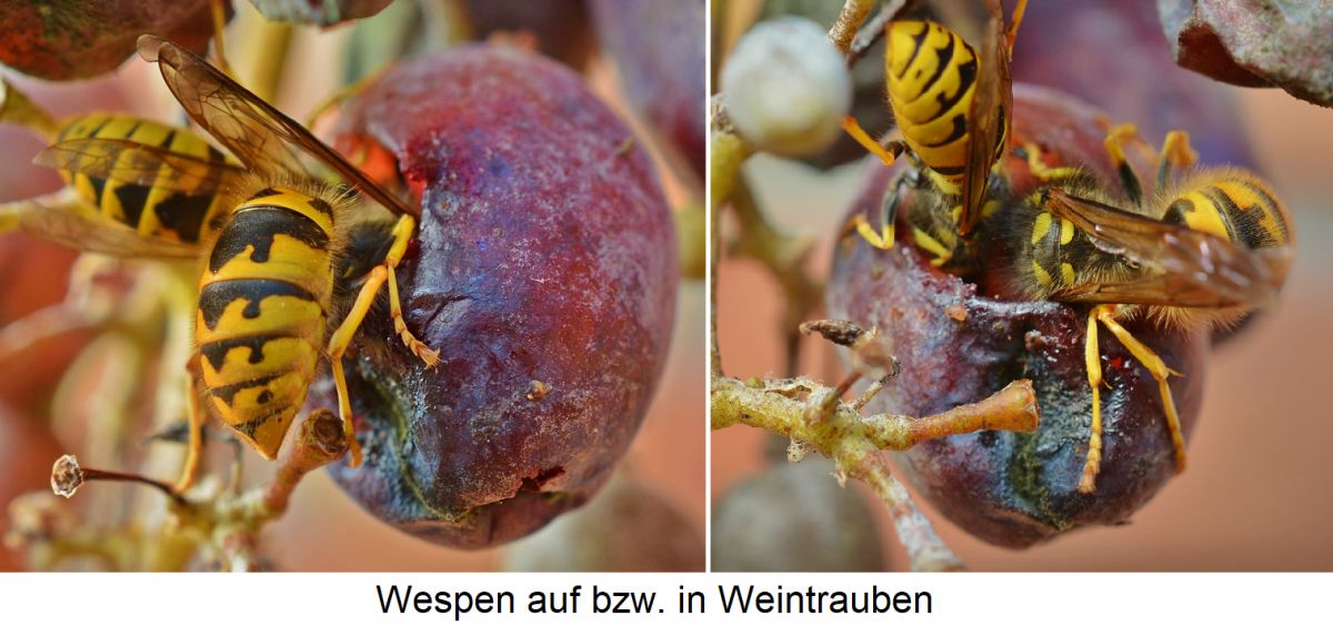 Wespen auf Weintrauben bzw. mit dem Kopf in Beeren