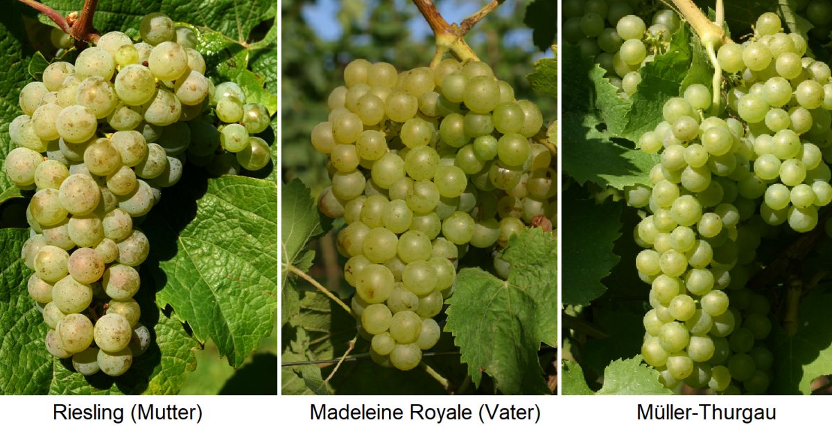 Riesling (Mutter) x Madeleine Royale (Vater) = Müller-Thurgau