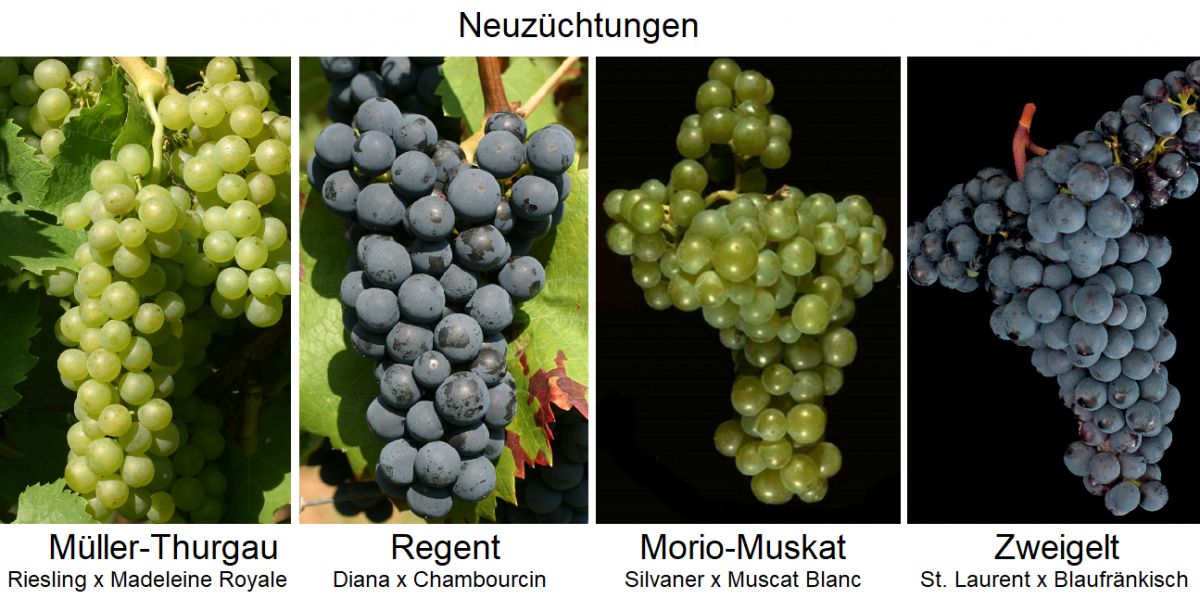 Neuzüchtungen - Müller-Thurgau, Regent, Morio-Muskat, Zweigelt