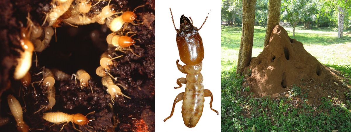 Termiten - Termitennest mit Eiern, Geschlechtstier und Termitenbau