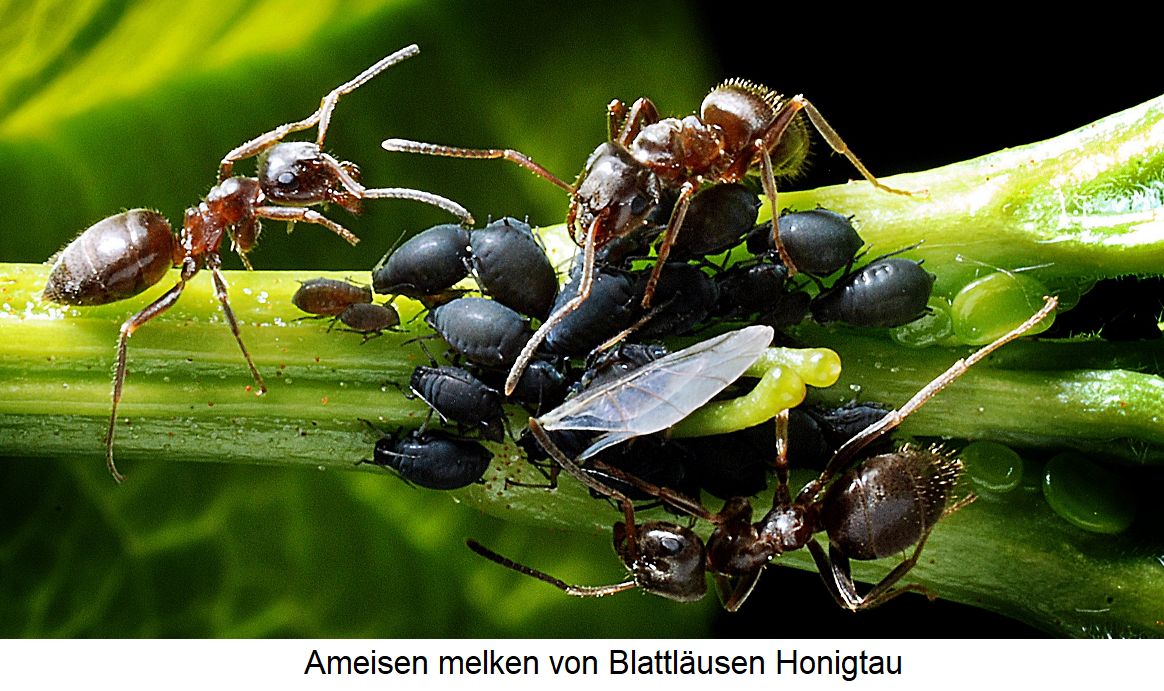 Honigtau: Ameisen melken von Blattläusen Honigtau