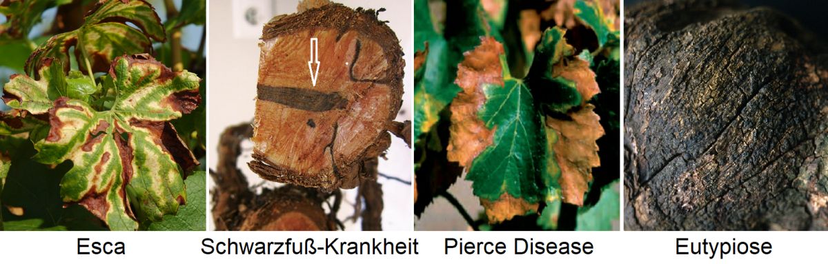 Nekrose - Esca (Blatt), Schwarzfuß-Krankheit (Wurzel), Pierce Disease (Blatt) und Eutypiose (Holz)