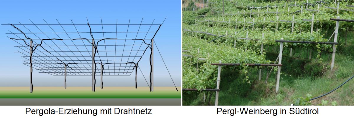 Pergola-Erziehung mit Drahtnetz / Pergl-Weinberg in Südtirol