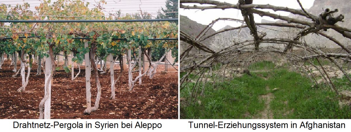 Drahtnetz-Pergola in Syrien bei Aleppo / Tunnel-Erziehungssystem in Afghanistan