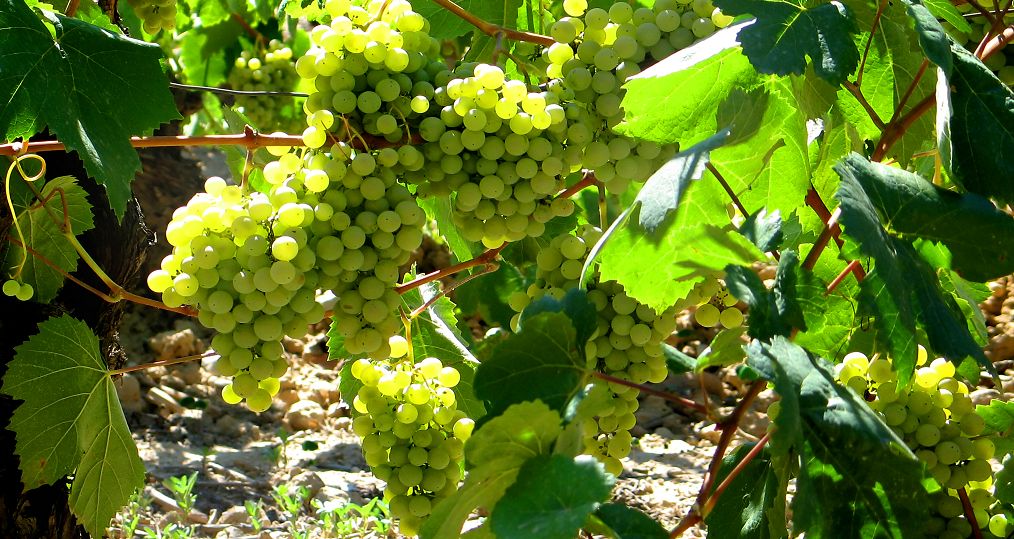 Parellade - Weingarten mit Trauben
