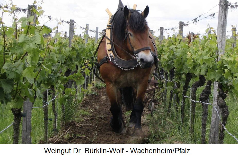 Biodynamischer Weinbau -  Weingut Dr. Bürklin-Wolf (Wachenheim/Pfalz) - Pferde im Weinberg