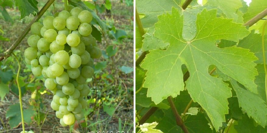 Biancolella - Weintraube und Blatt