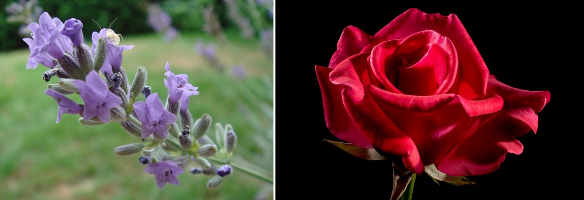 Nerol - Lavendel und Rose