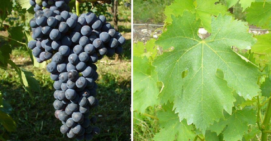 Frappato - Weintraube und Blatt