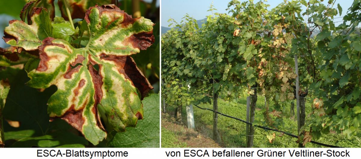 ESCA und Petri-Krankheit - Blattsymptome und befallener Grüner Veltliner-Stock