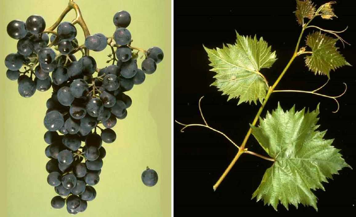 Chambourcin - Weintraube und Blatt