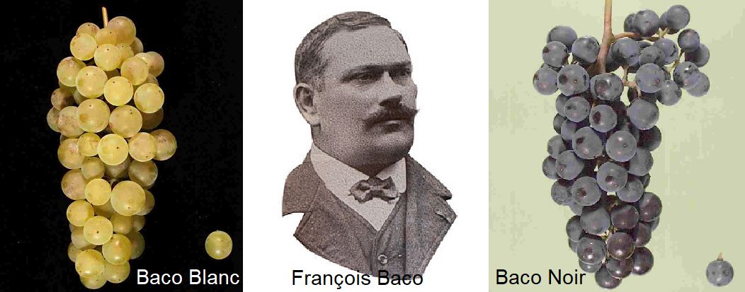 Baco François - Baco Blanc, Porträt, Baco Noir