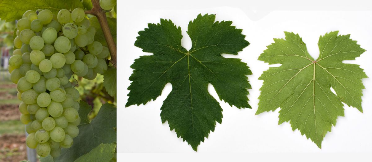 Bena - Weintraube und Blätter