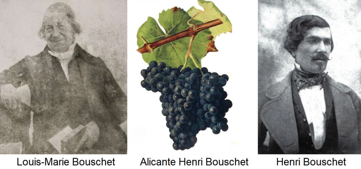 Bouchet - Louis-Marie Bouschet, Traube Alicante Henri Bouschet, Henri Bouschet
