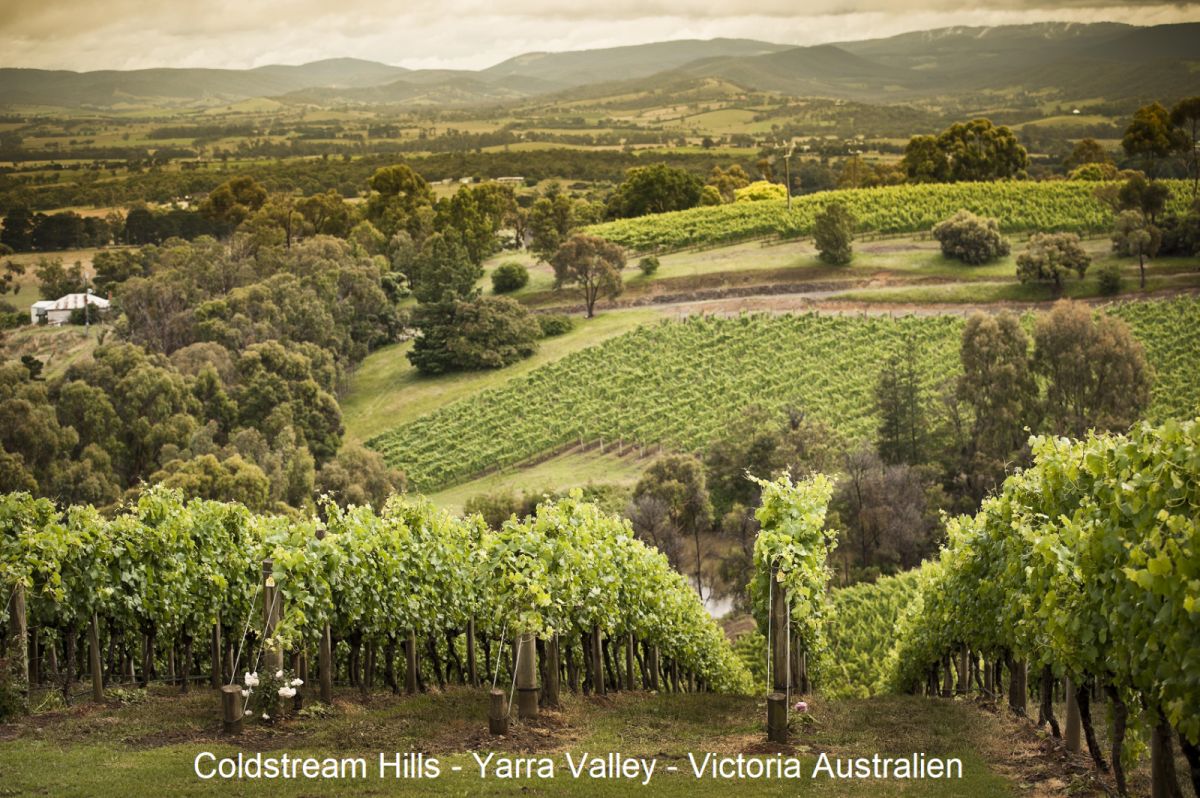 Coldstream Hills - Yarra Valley Australien