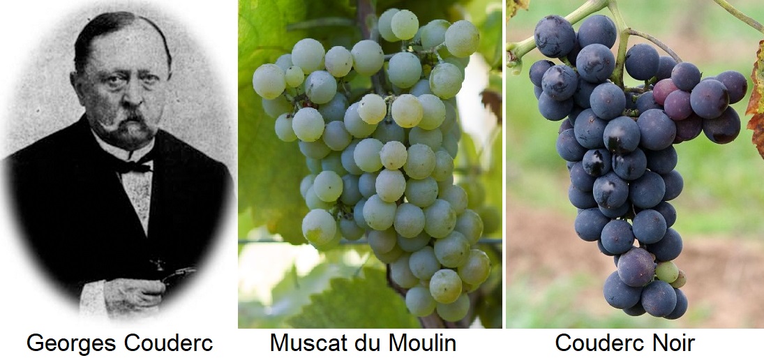Couderc Georges - Porträt, Muscat du Moulin und Couderc Noir