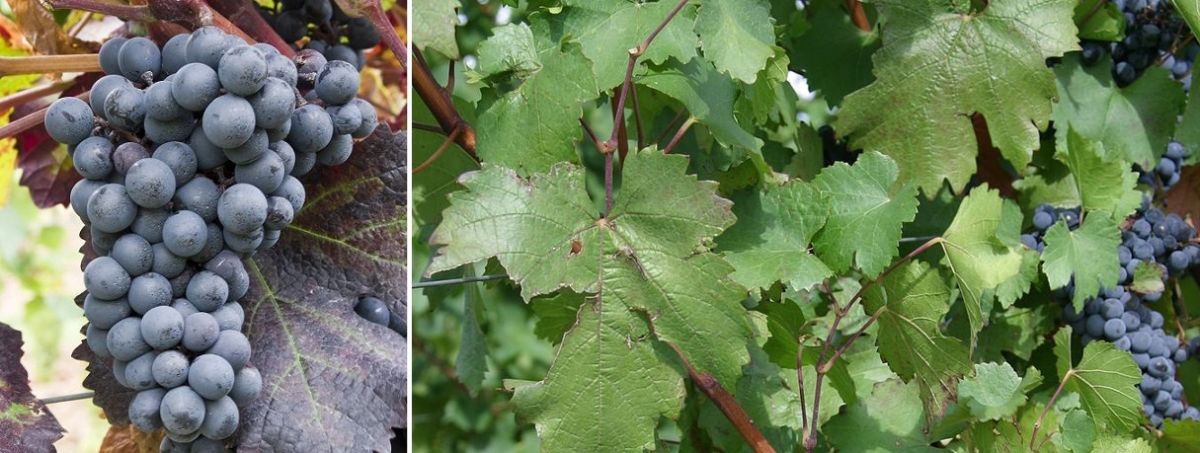 Dakapo - Weintraube und Blätter