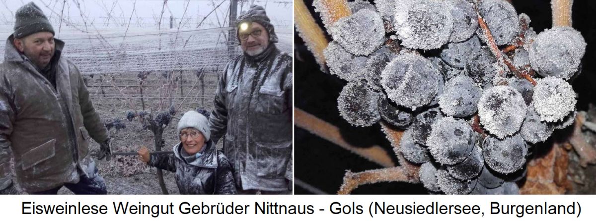 Eiswein - Lese und Weintraube - Gebrüder Nittnaus / Gols Neusiedlersee