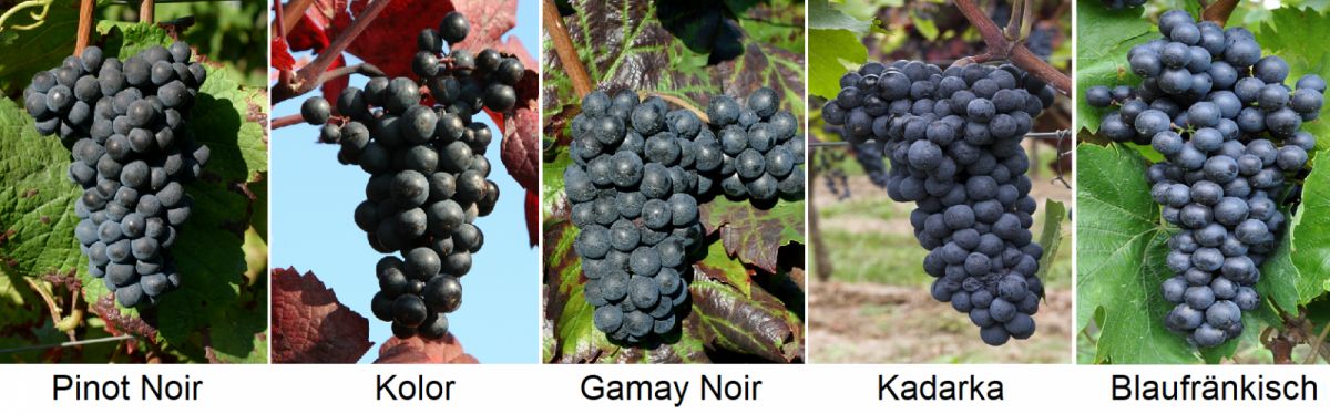 schwarze Rebsorten - Pinot Noir, Kolor, Gamay Noir,Kadarka, Blaufränkisch