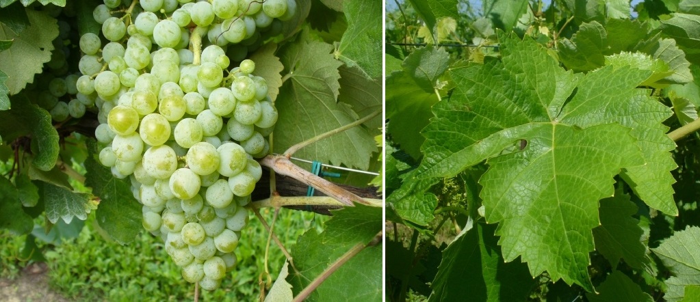 Francavidda - Weintraube und Blatt