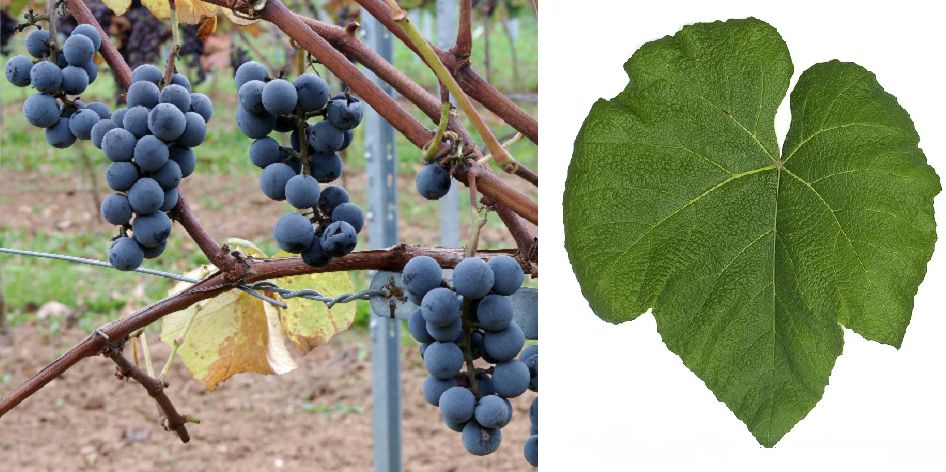 Fredonia - Weintrauben und Blatt