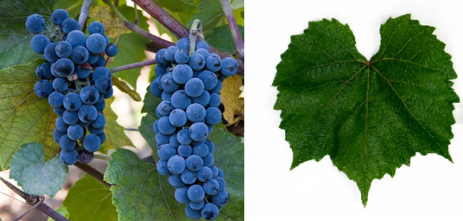 Gaillard 2 - Weintraube und Blatt