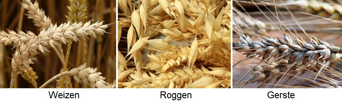 Gluten - Weizen, Roggen, Gerste