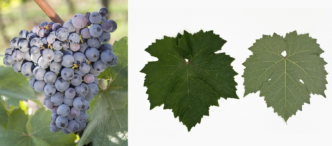 Graciano - Weintraube und Blatt