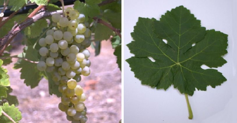 Hebén (Pansale auf Sardinien) - Weintraube und Blatt