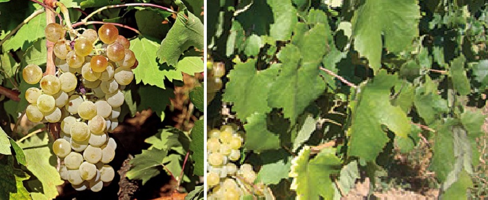 Kydonitsa - Weintraube und Blätter