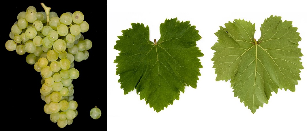 Malvasia del Lazio - Weintraube und Blatt